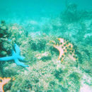 Image of chocolate chip sea star