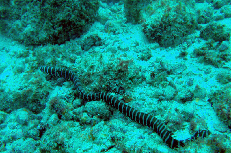 Image of Reticulated moray