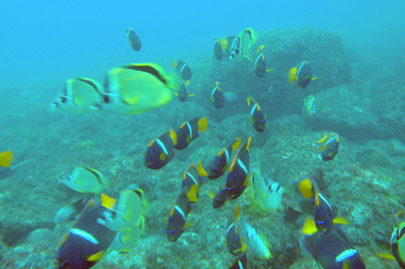 Image of King Angelfish