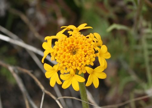 Image of yellow pincushion