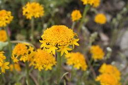 Image of yellow pincushion