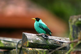 Image of Green Honeycreeper