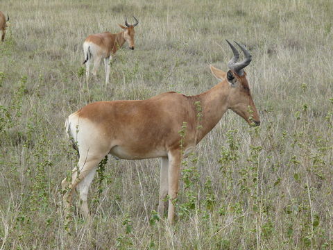 Image of Coke's Hartebeest