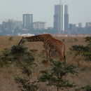 Image of Masai Giraffe