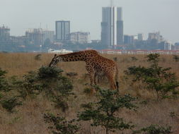<i>Giraffa camelopardalis tippelskirchi</i>的圖片