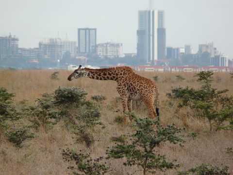 Image of Masai Giraffe