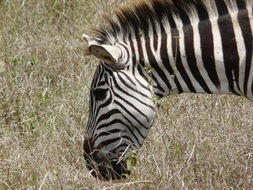 Image of Grant's zebra