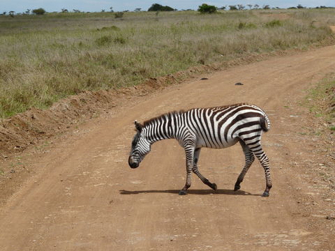 Image of Grant's zebra