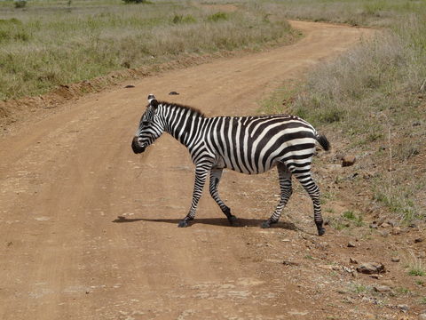 Sivun Equus quagga boehmi Matschie 1892 kuva