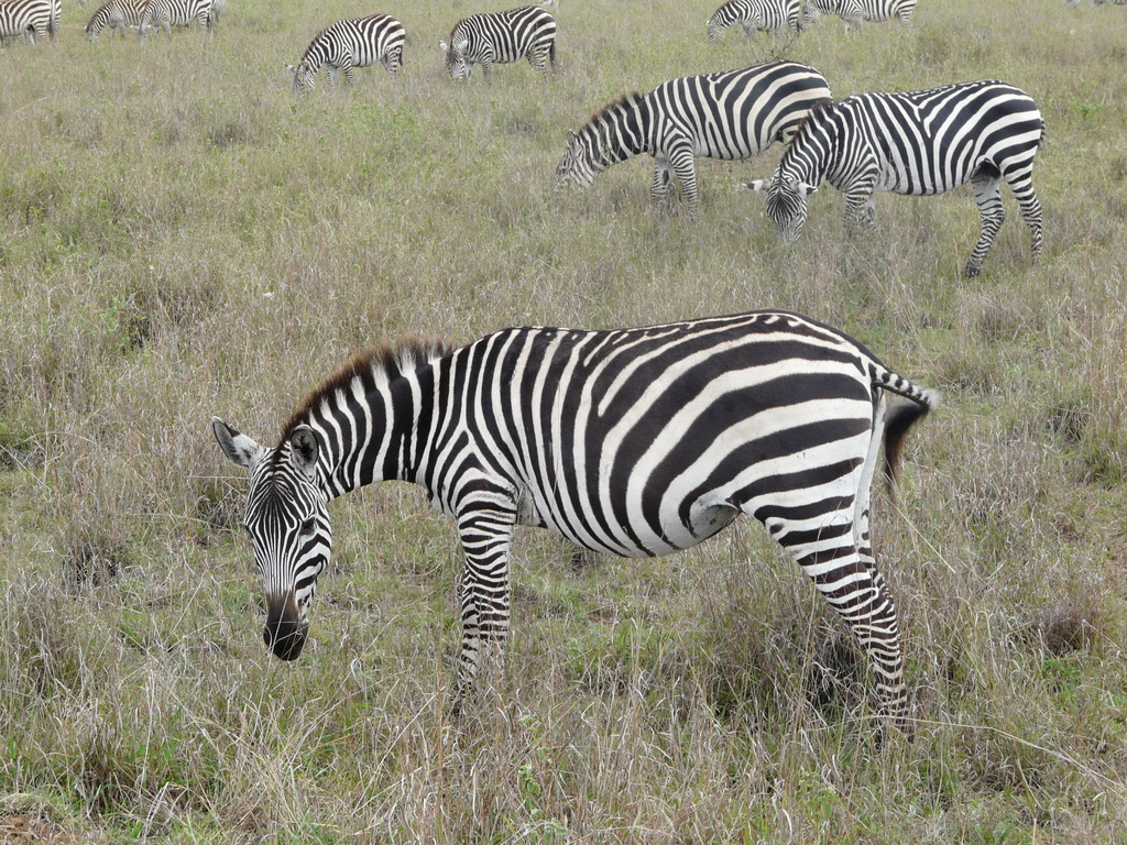 Image of Grant's zebra