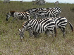 Image of Grant's zebra