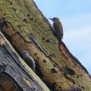 صورة Dendropicos spodocephalus (Bonaparte 1850)