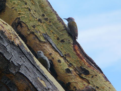 Image of Gray-headed Woodpecker