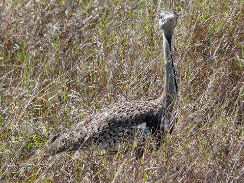 Image of Hartlaub's Bustard