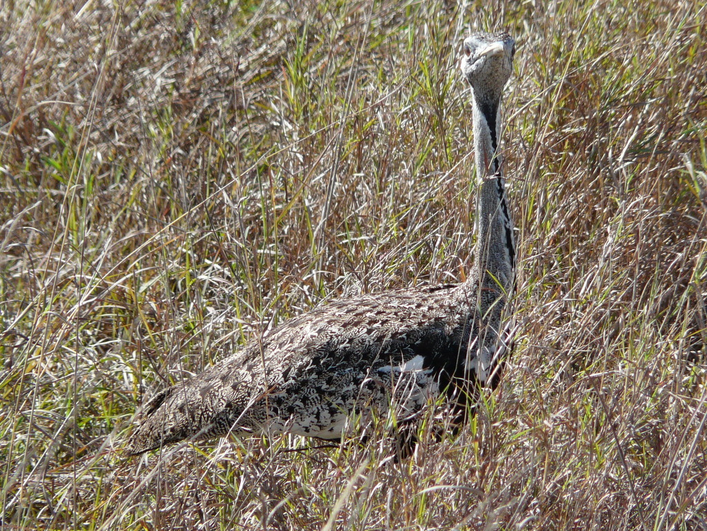 Image of Hartlaub's Bustard