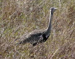 Image of Hartlaub's Bustard