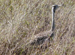 Image of Hartlaub's Bustard