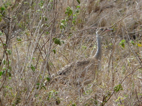 Imagem de Eupodotis senegalensis (Vieillot 1821)