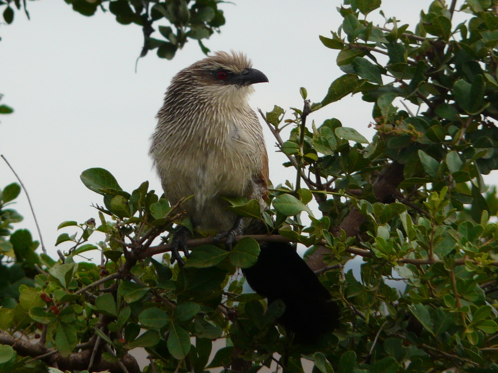 Image of White-browed Coucal