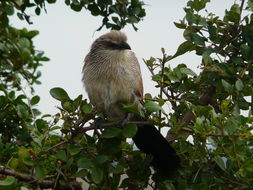 Image of White-browed Coucal