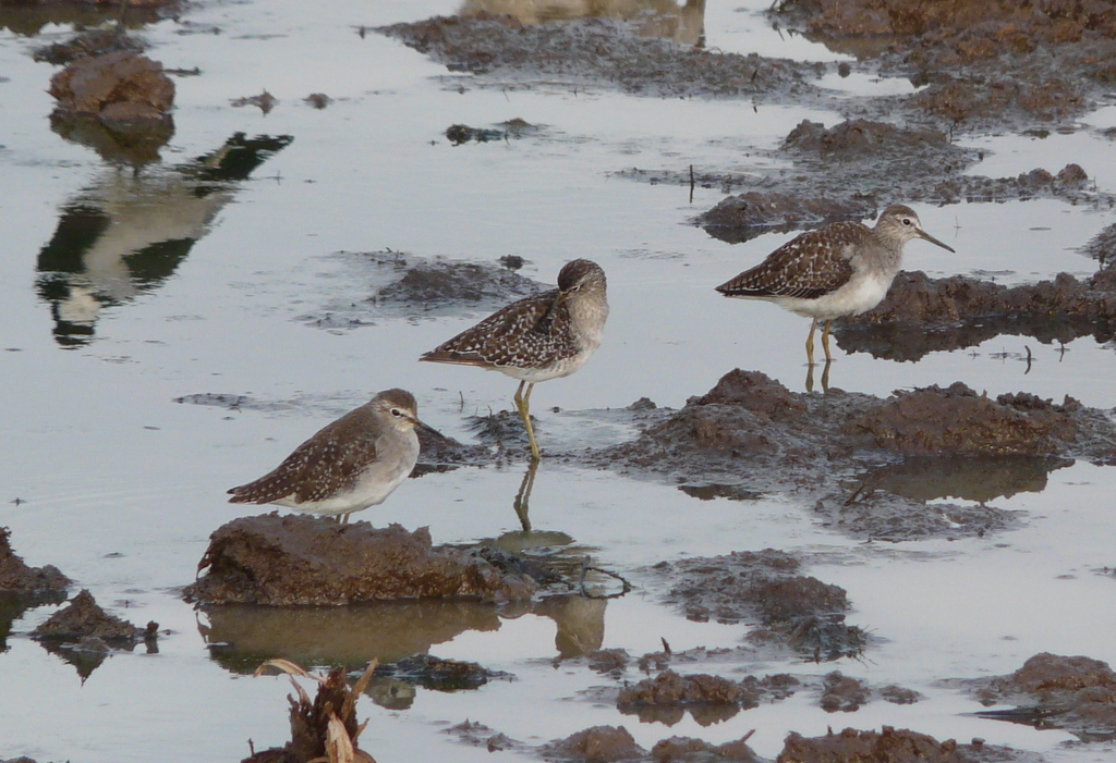 Image of Wood Sandpiper