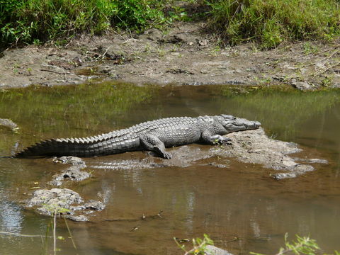 Imagem de Crocodylus niloticus Laurenti 1768