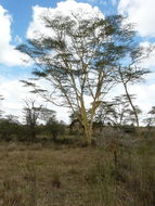 Image of <i>Acacia xanthophloea</i>