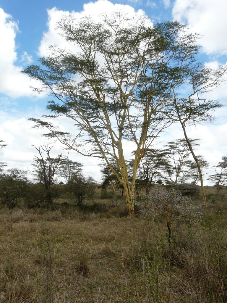 Plancia ëd <i>Acacia xanthophloea</i>