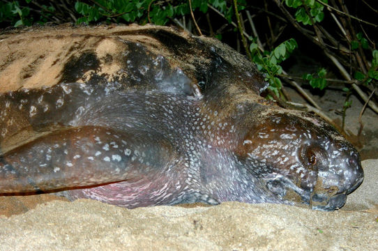 Image of Coffin-back