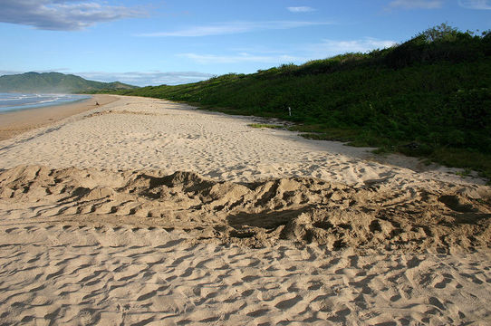 Image of Coffin-back