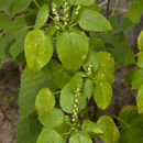 Image of <i>Acalypha ostryifolia</i>