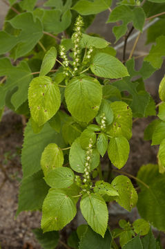 Image de <i>Acalypha ostryifolia</i>