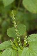 Image of <i>Acalypha ostryifolia</i>