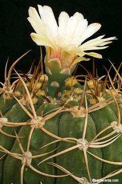 Image of Gymnocalycium baldianum (Speg.) Speg.