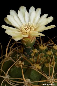 Image of Gymnocalycium baldianum (Speg.) Speg.