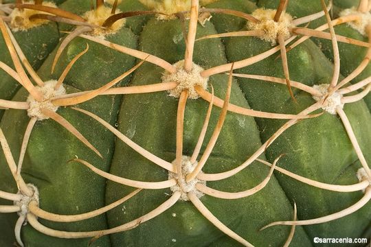 Image of Gymnocalycium baldianum (Speg.) Speg.