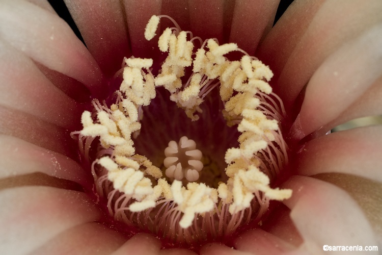 Plancia ëd Gymnocalycium taningaense Piltz