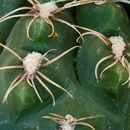 Image of Gymnocalycium taningaense Piltz