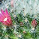 Image of Mammillaria bocasana Poselg.