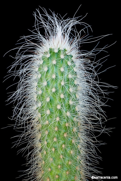 Image of <i>Echinocereus longisetus</i> ssp. <i>delaetii</i>