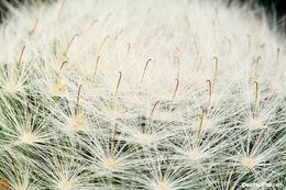 Image of Mammillaria glassii R. A. Foster