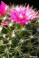 Image of Mammillaria crinita DC.