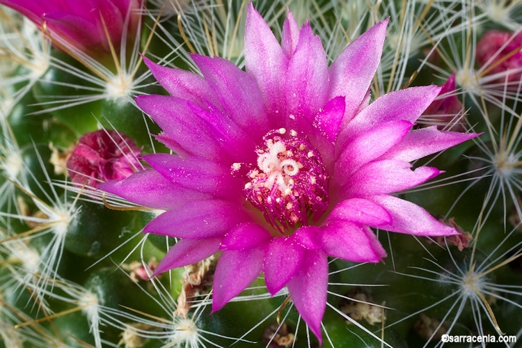 Image of Mammillaria crinita DC.