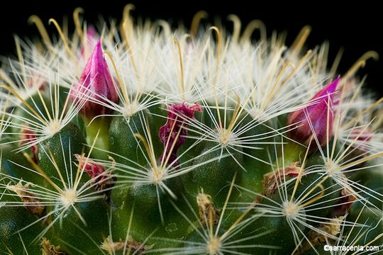 Image of Mammillaria crinita DC.