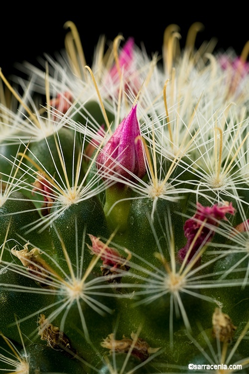 Image of Mammillaria crinita DC.