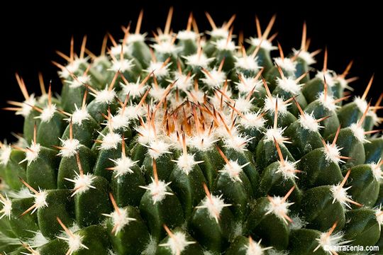 Plancia ëd Mammillaria mystax Mart.