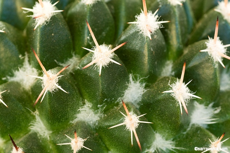 Image de Mammillaria mystax Mart.