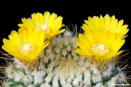 Image of Parodia microsperma (F. A. C. Weber) Speg.