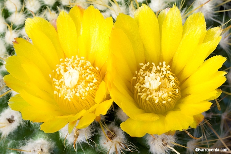 Image of Parodia microsperma (F. A. C. Weber) Speg.