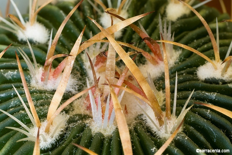 Image of Stenocactus crispatus (DC.) A. Berger